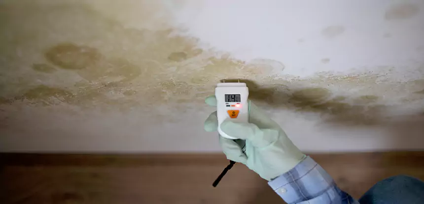Emergency Mold Remediation in Lilburn